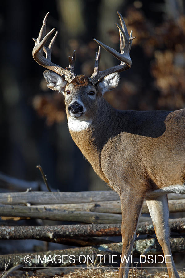 White-tailed buck in habitat. *