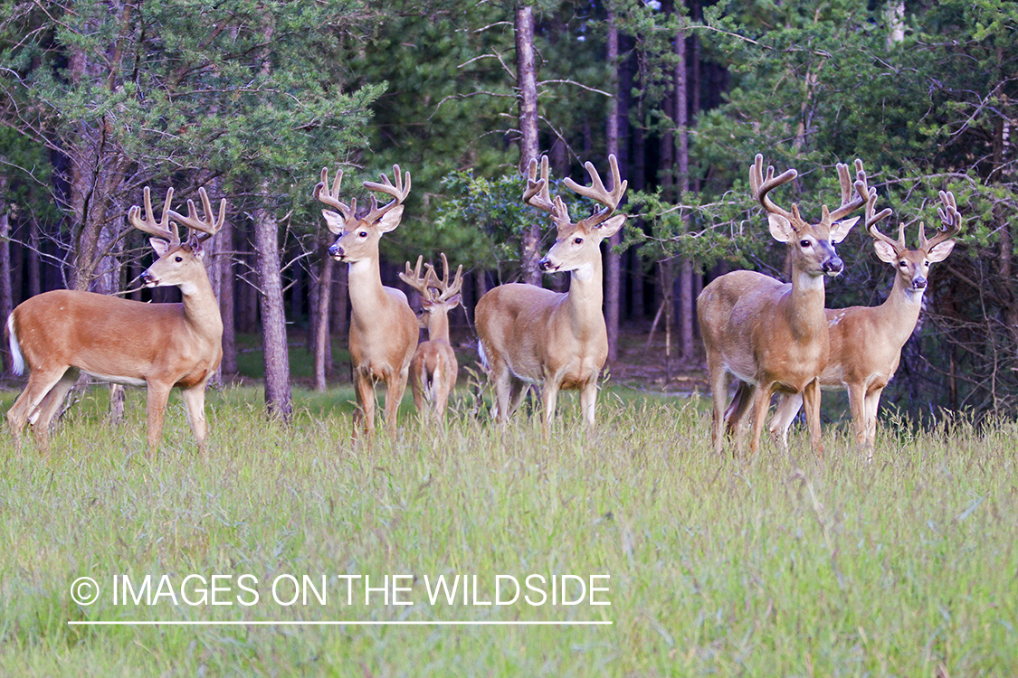 White-tailed bucks in habitat. 