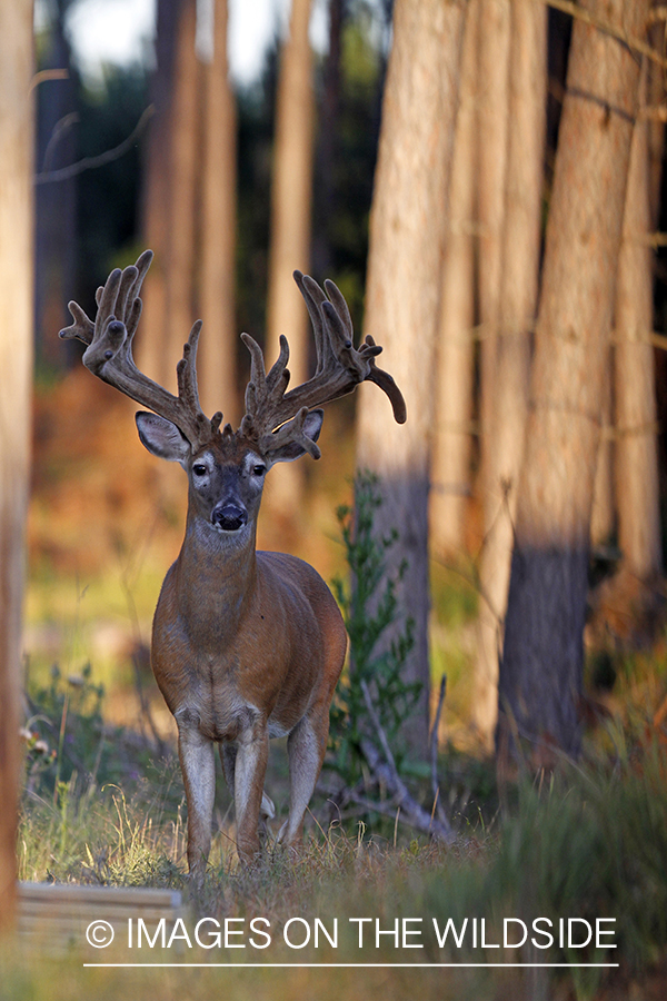 White-tailed buck in velvet.  