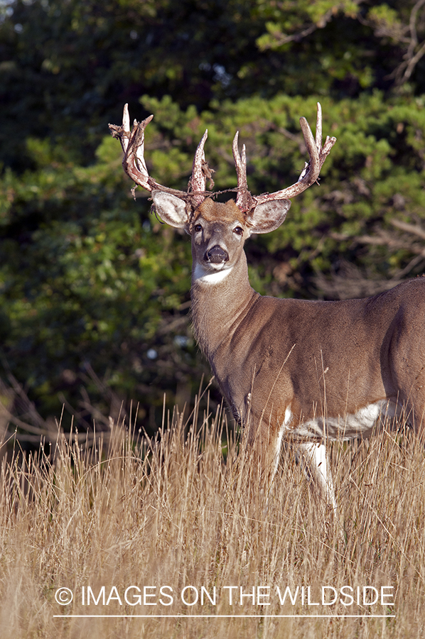 White-tailed buck shedding velvet. 