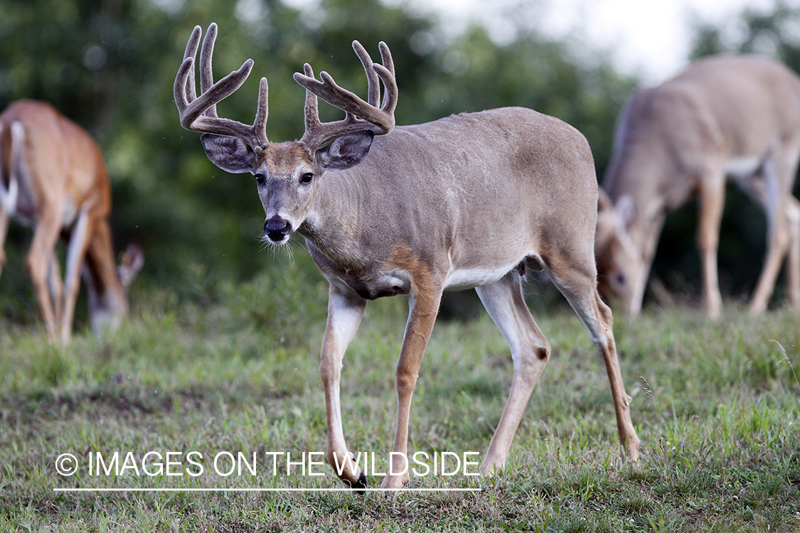 White-tailed buck in velvet.  