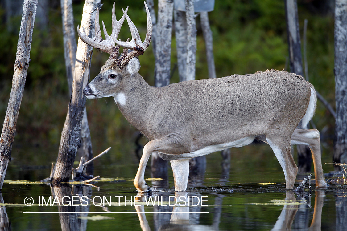 White-tailed buck standing in creek.   