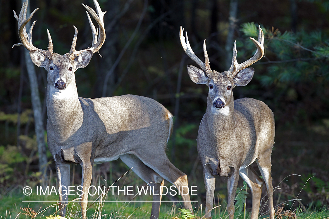 White-tailed bucks in habitat. 