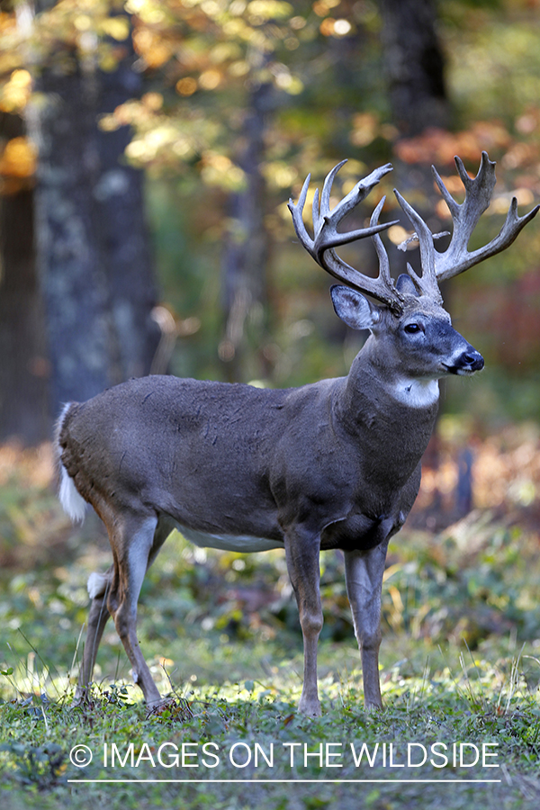 White-tailed buck in habitat. 