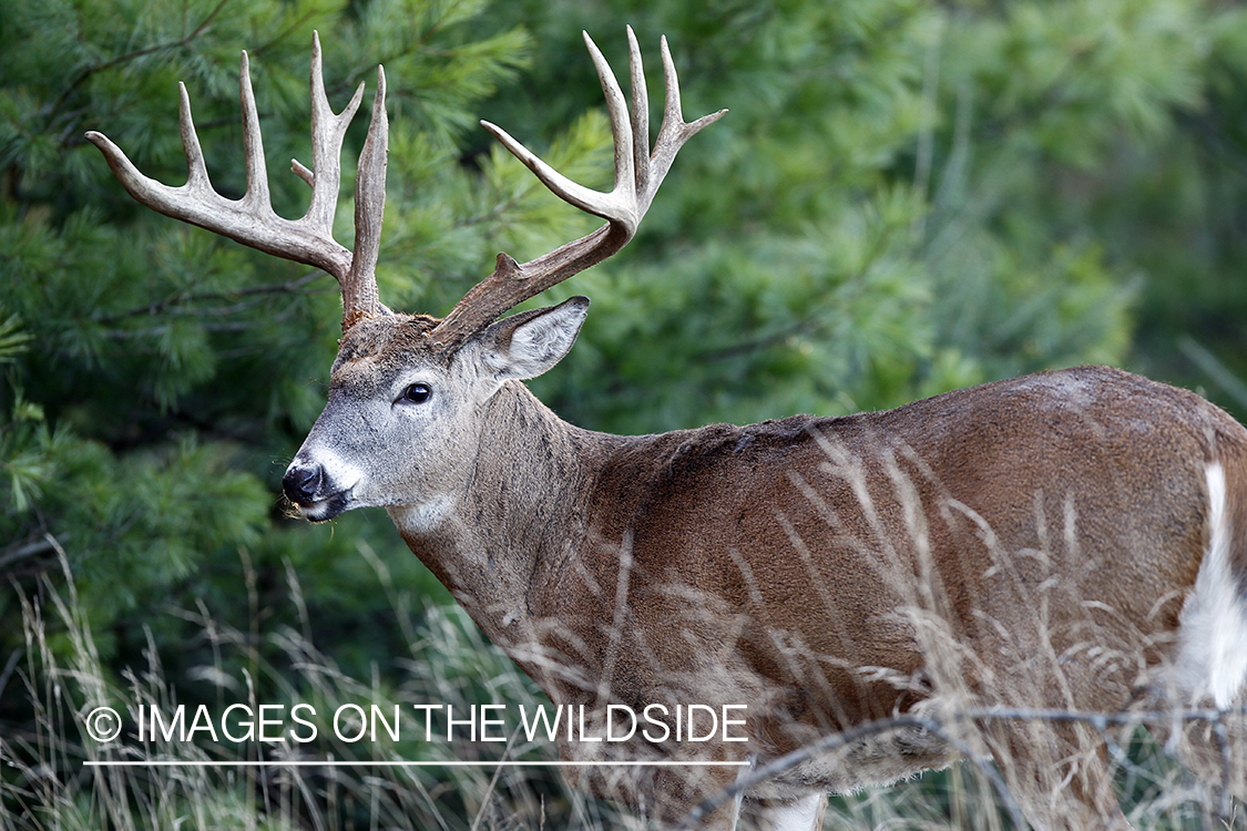 White-tailed buck in habitat.  