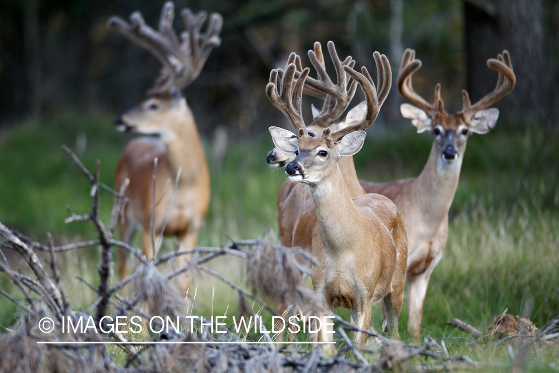 White-tailed bucks in velvet.