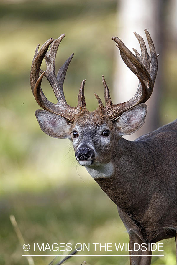 White-tailed buck in habitat.