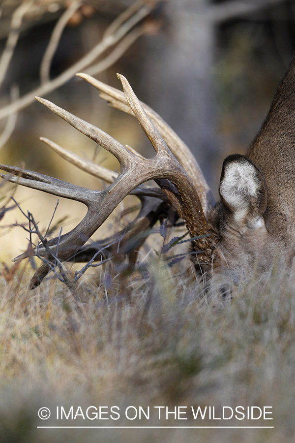 White-tailed buck in habitat.