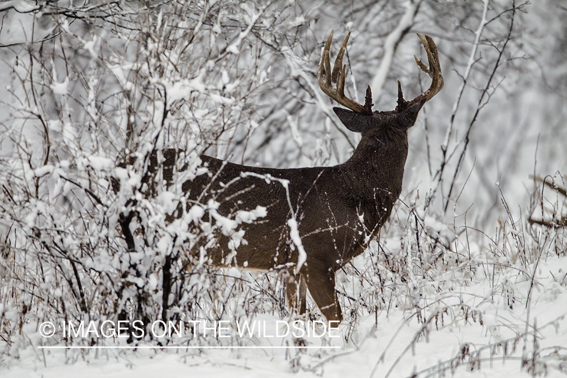 White-tailed buck in winter habitat.