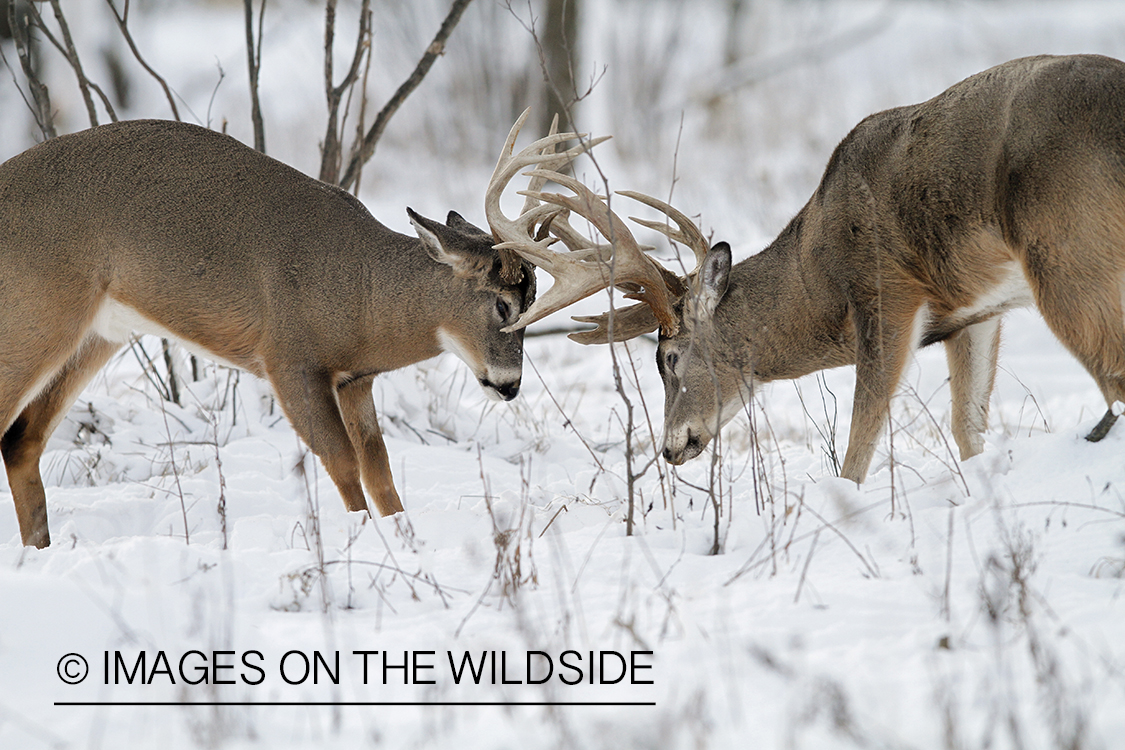 White-tailed bucks fighting.