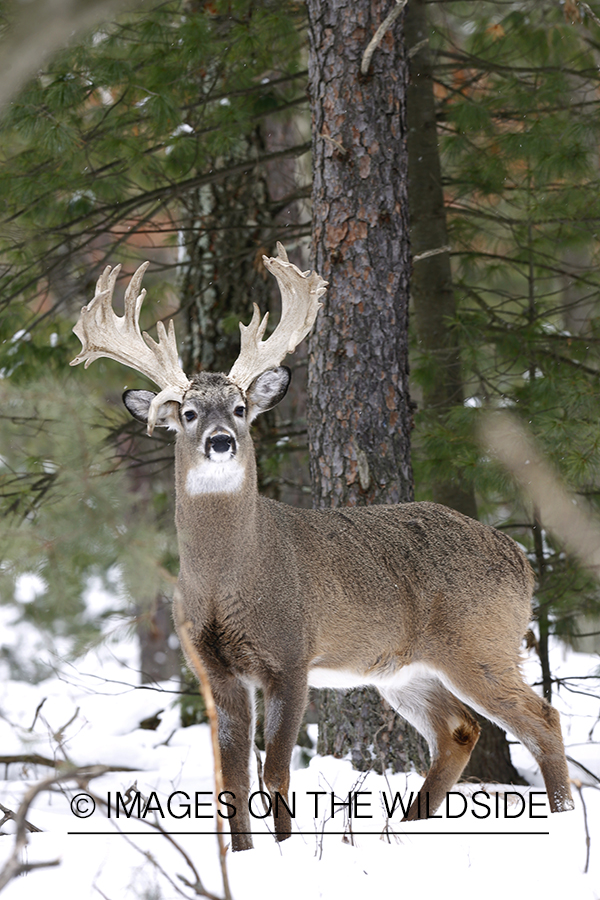 White-tailed buck in habitat.