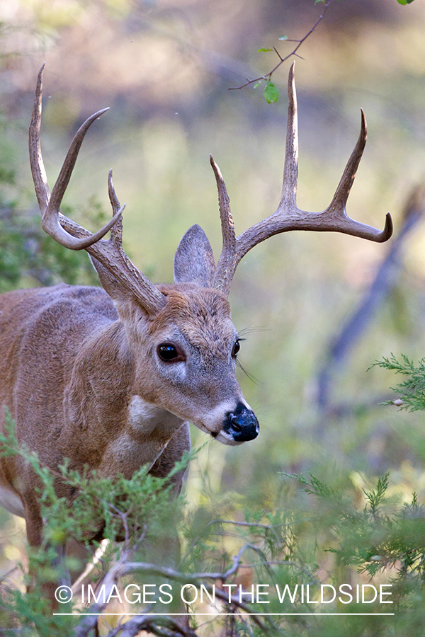 White-tailed buck in habitat. 