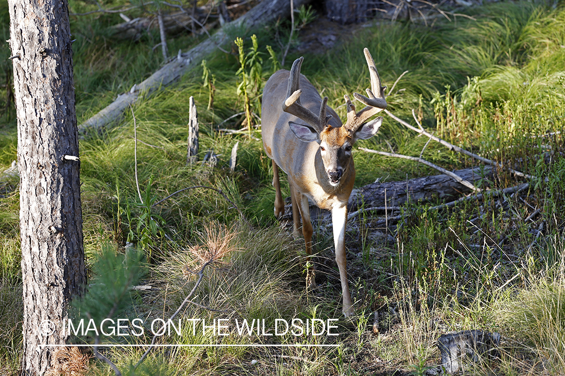 View of white-tailed buck from tree stand. 