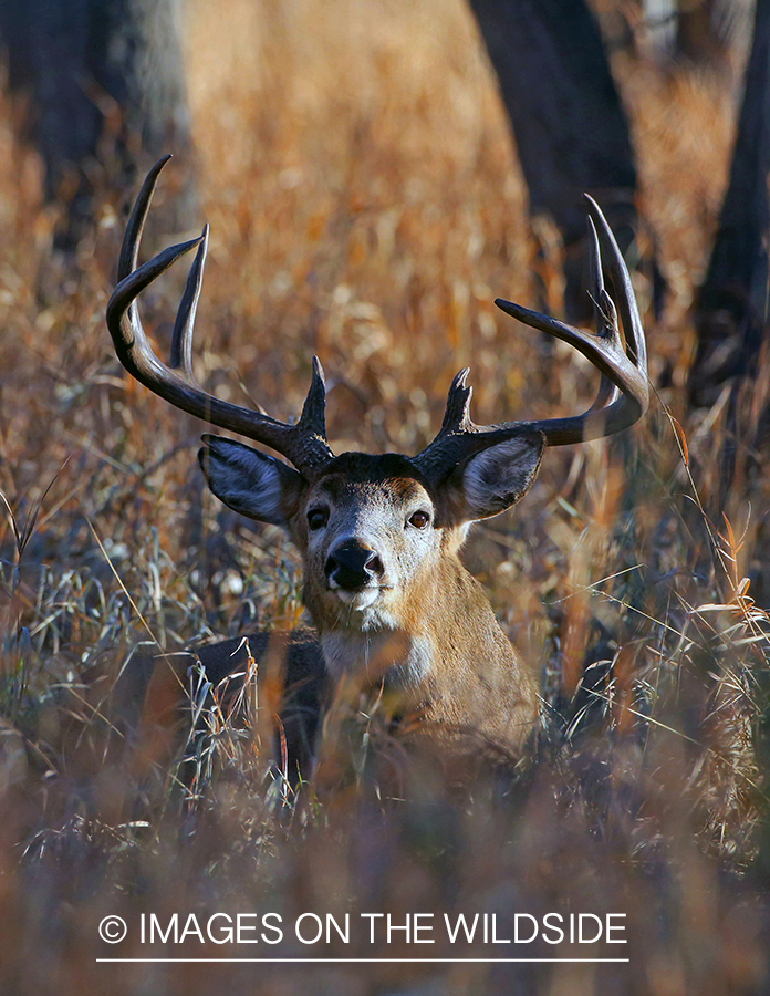 White-tailed buck in habitat. 