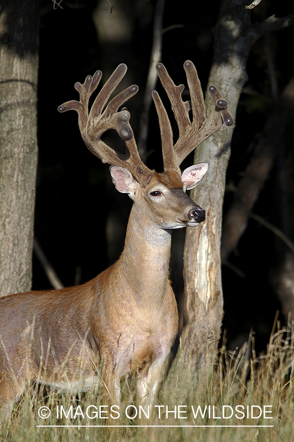 White-tailed buck in velvet.