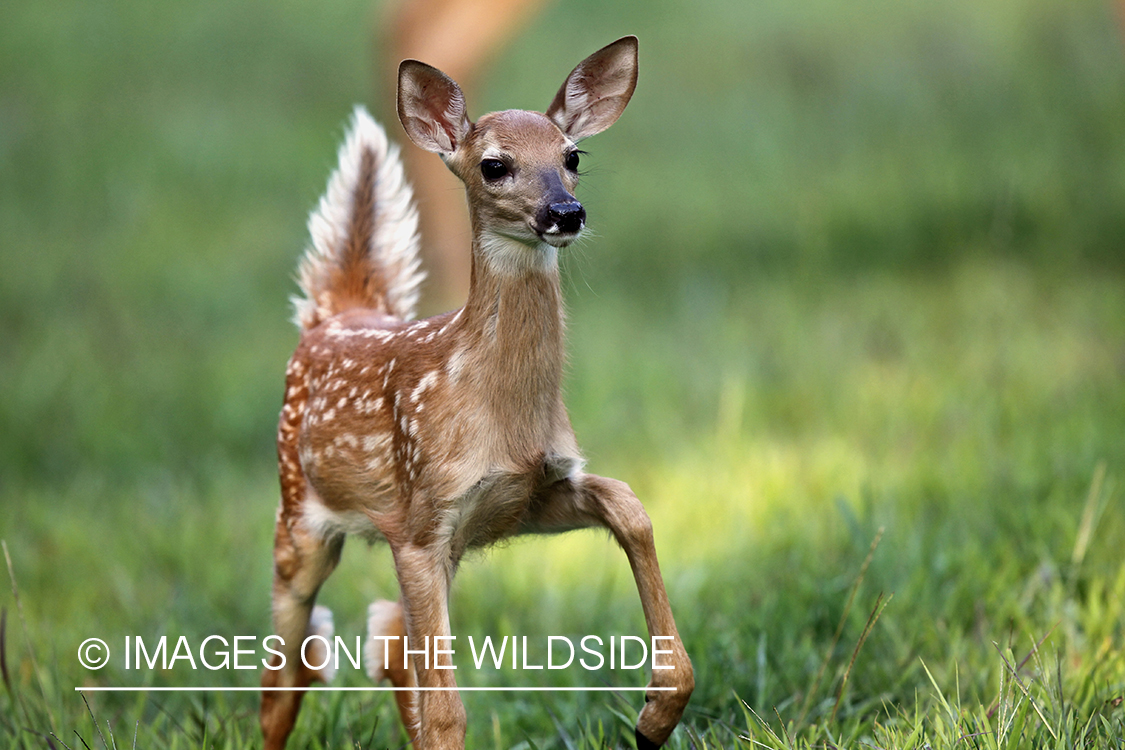 White-tailed fawn in velvet.