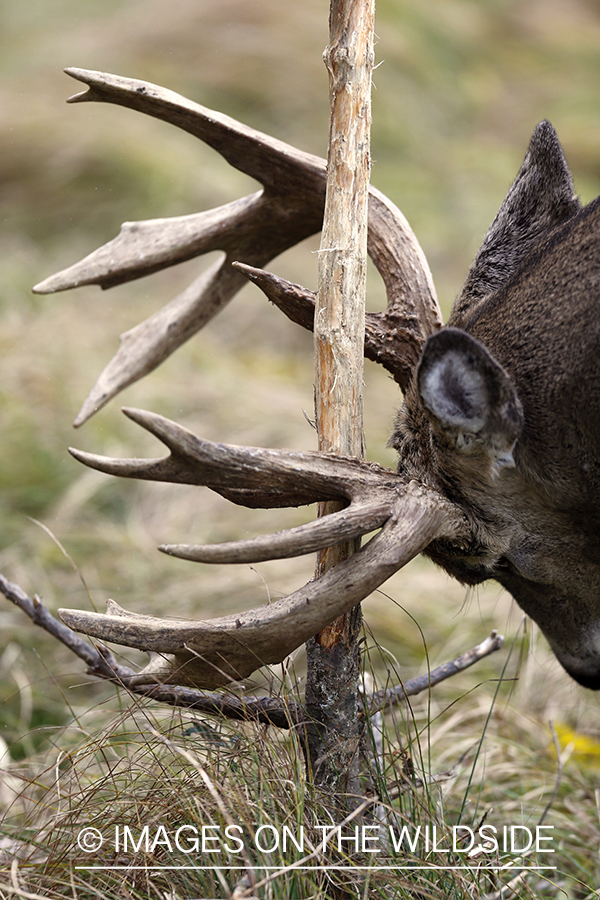 White-tailed buck rubbing antlers on tree.