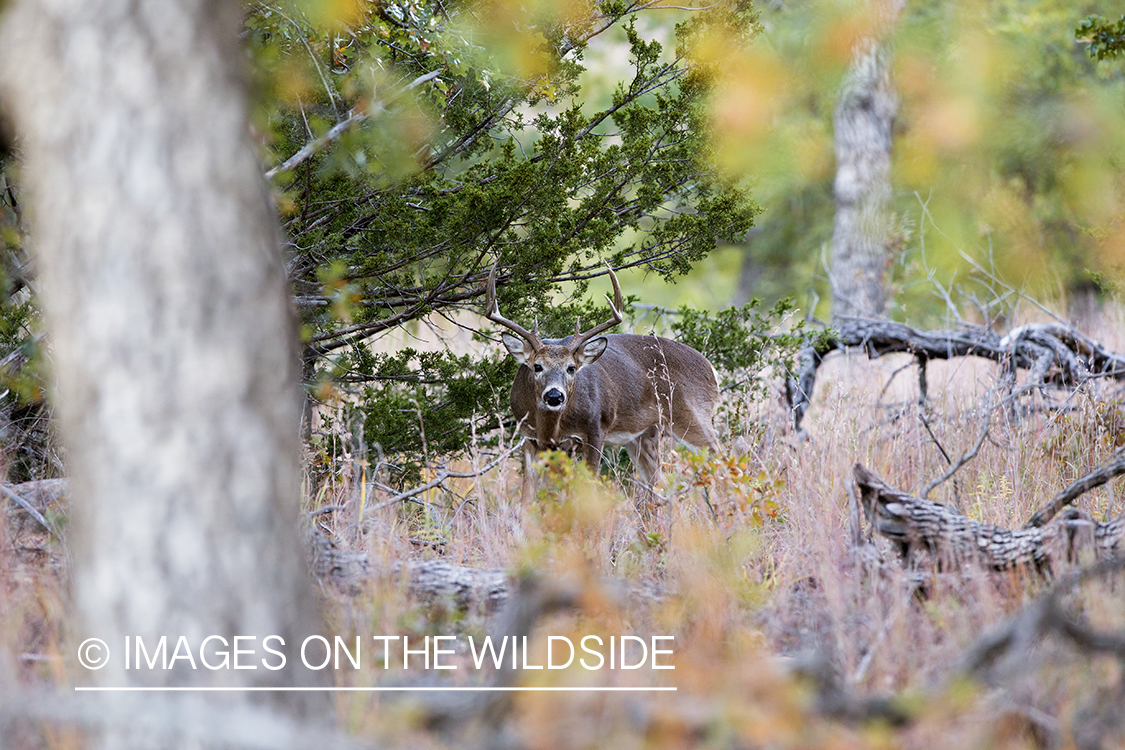 White-tailed buck in habitat.