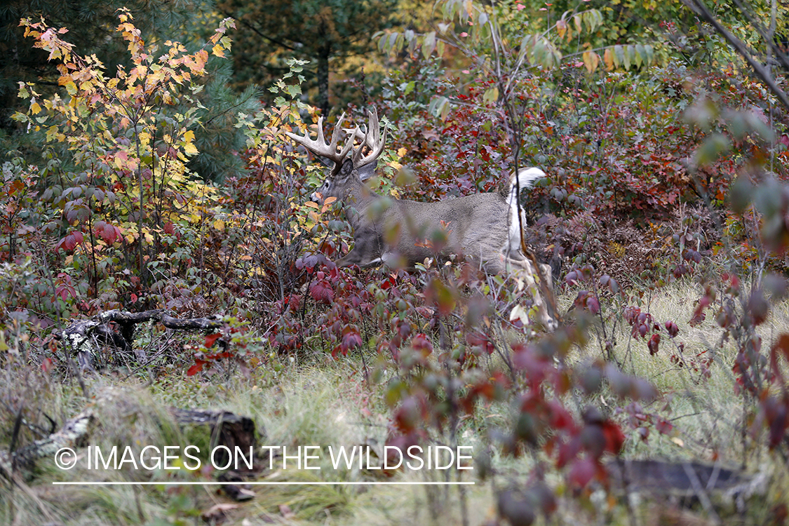 White-tailed buck fleeing.