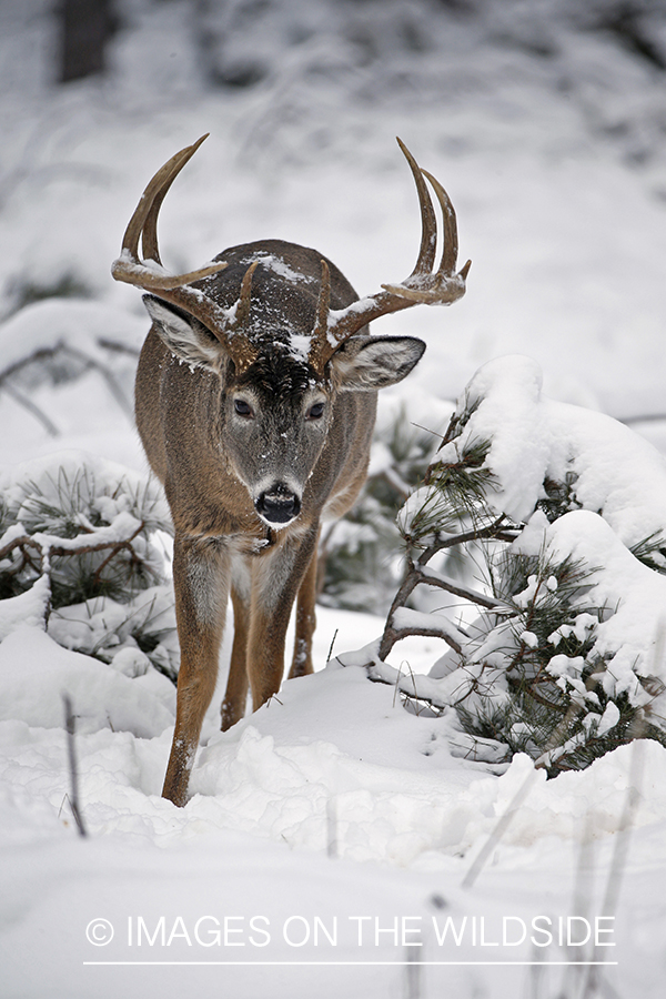 White-tailed buck in winter habitat.