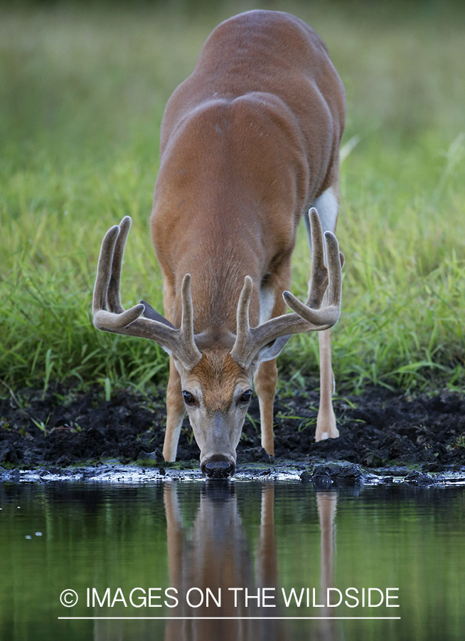 White-tailed Buck in Velvet drinking from spring.