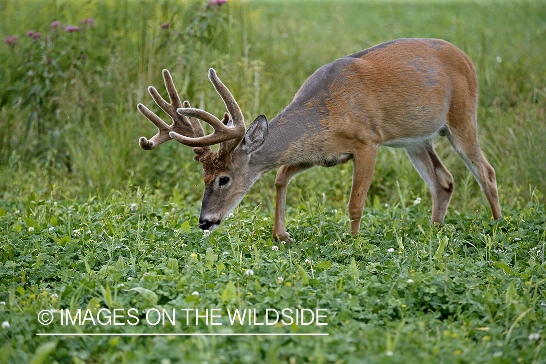 White-tailed bucks in Velvet in food plot.