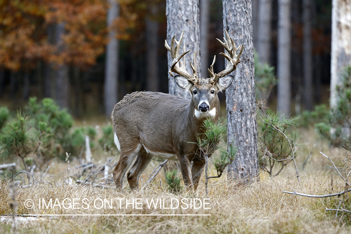 White-tailed buck in woods.