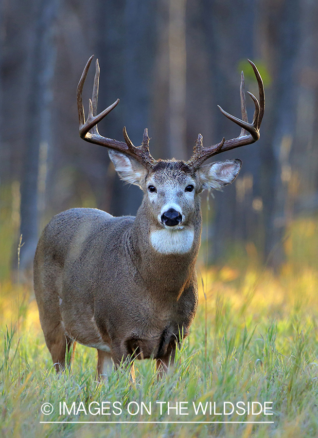 White-tailed buck in fall field.