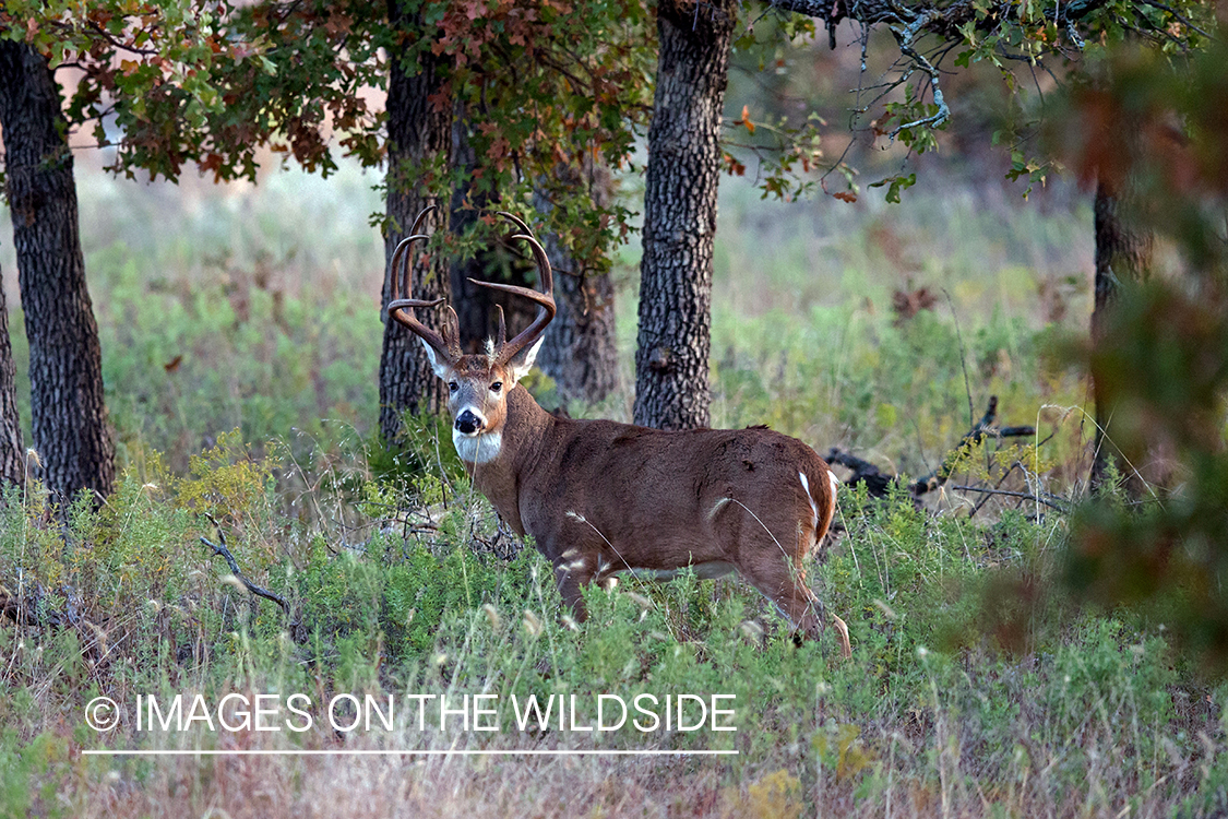 White-tailed buck in habitat.