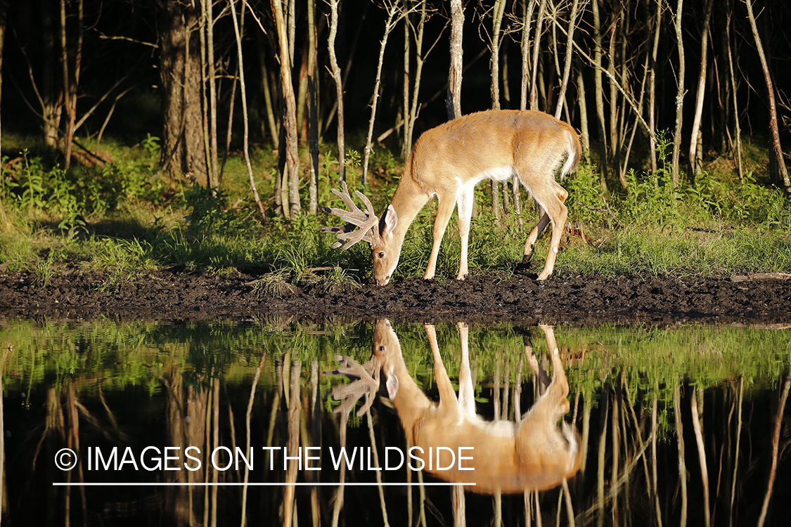 White-tailed buck in velvet next to water.