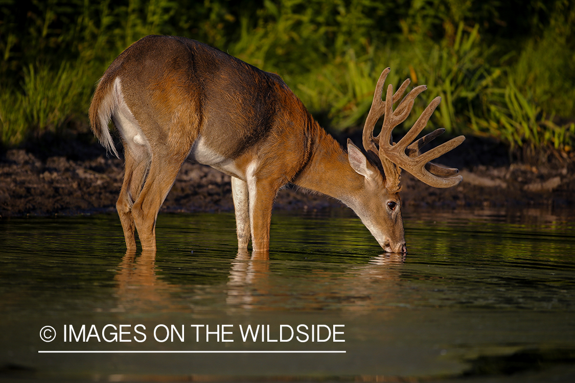 White-tailed buck in velvet.