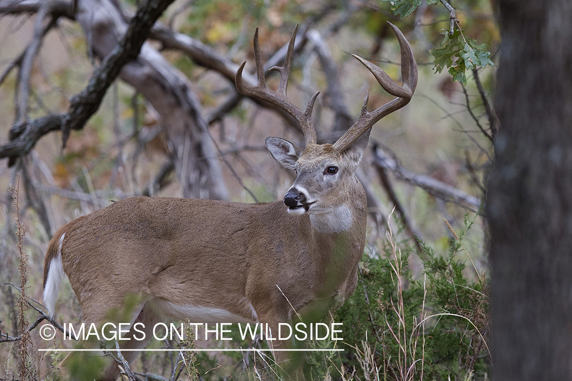 White-tailed buck in field.