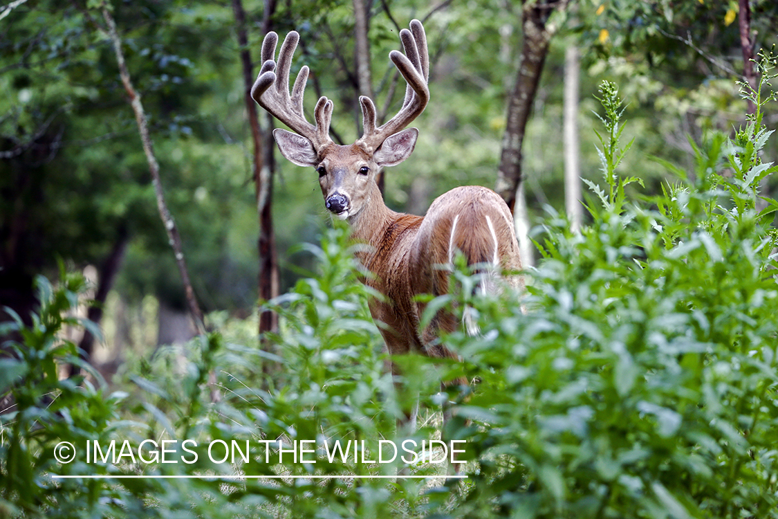 White-tailed buck in field.