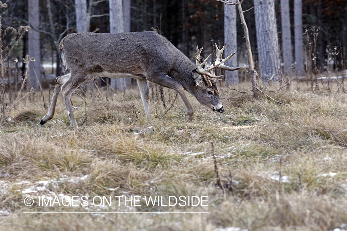 White-tailed buck in field.