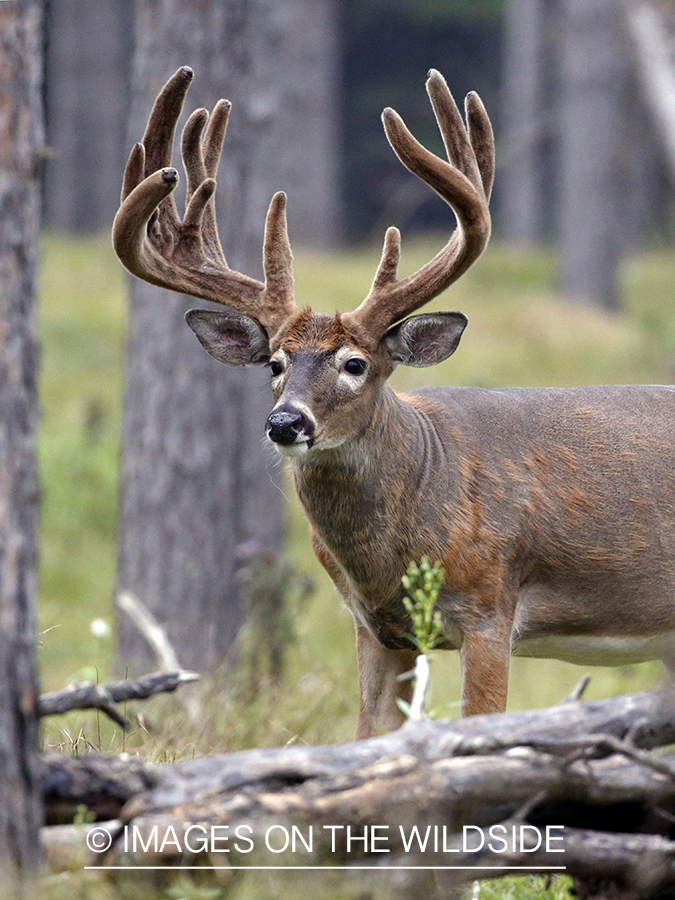 White-tailed buck in Velvet.