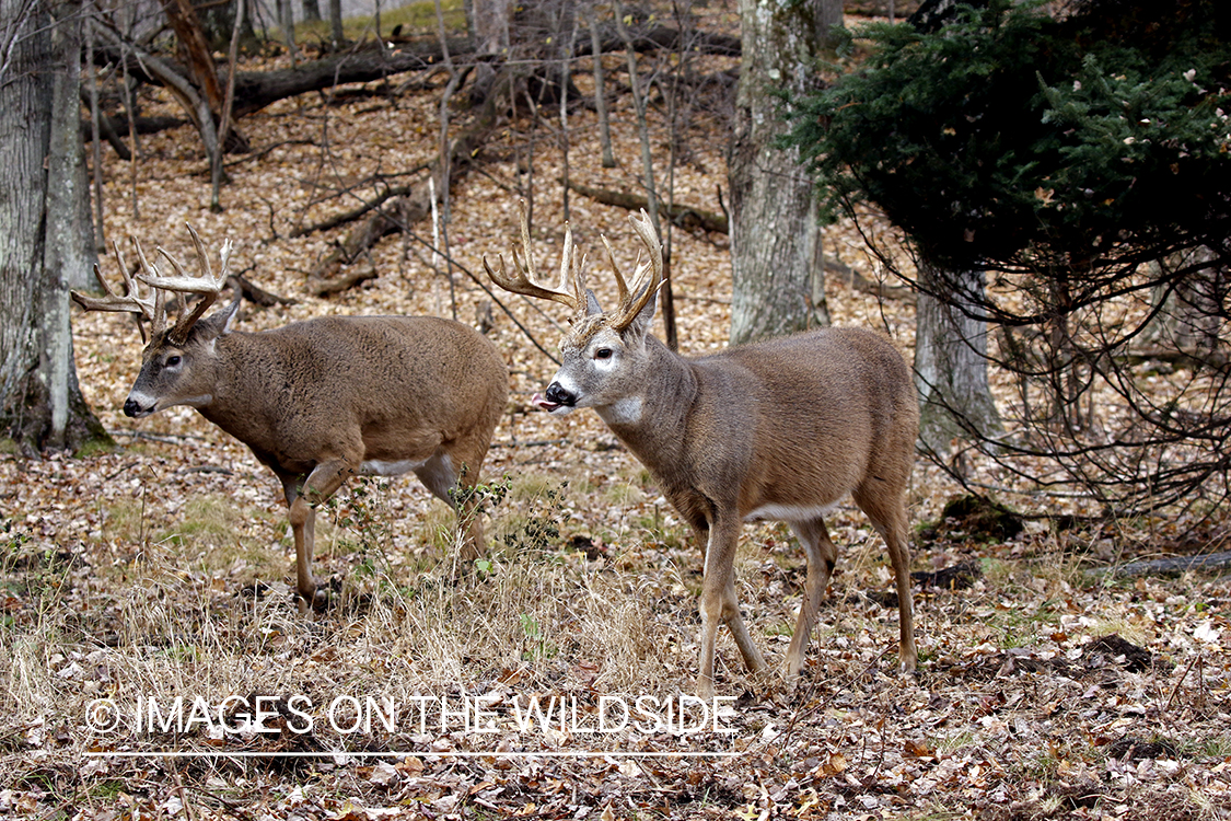 White-tailed bucks in the rut.