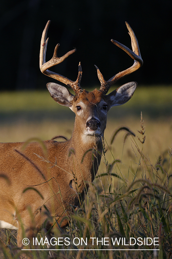 White-tailed buck in the rut.