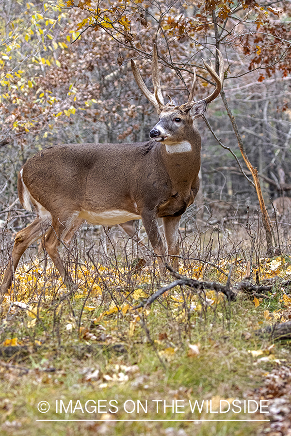 White-tailed buck in field.