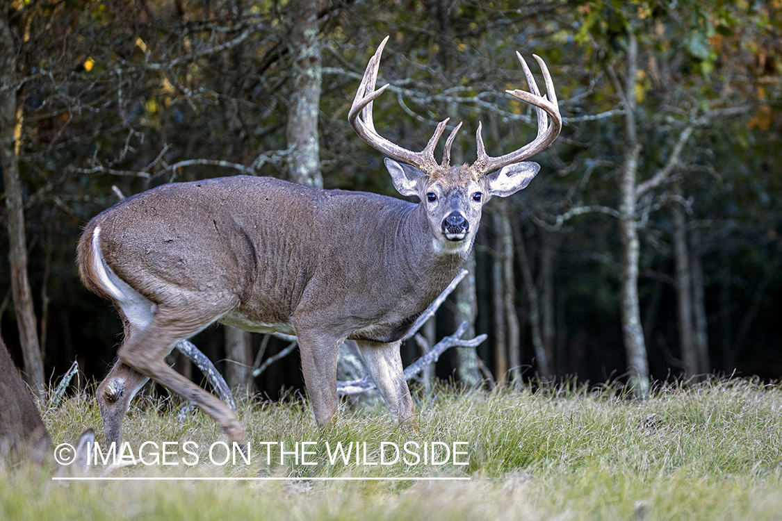 White-tailed buck in field.