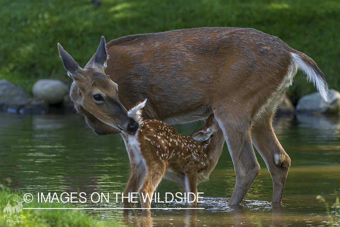 White-tailed doe with fawn.