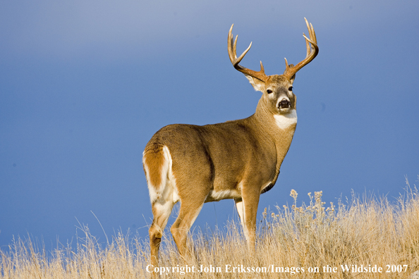 White-tailed deer in habitat