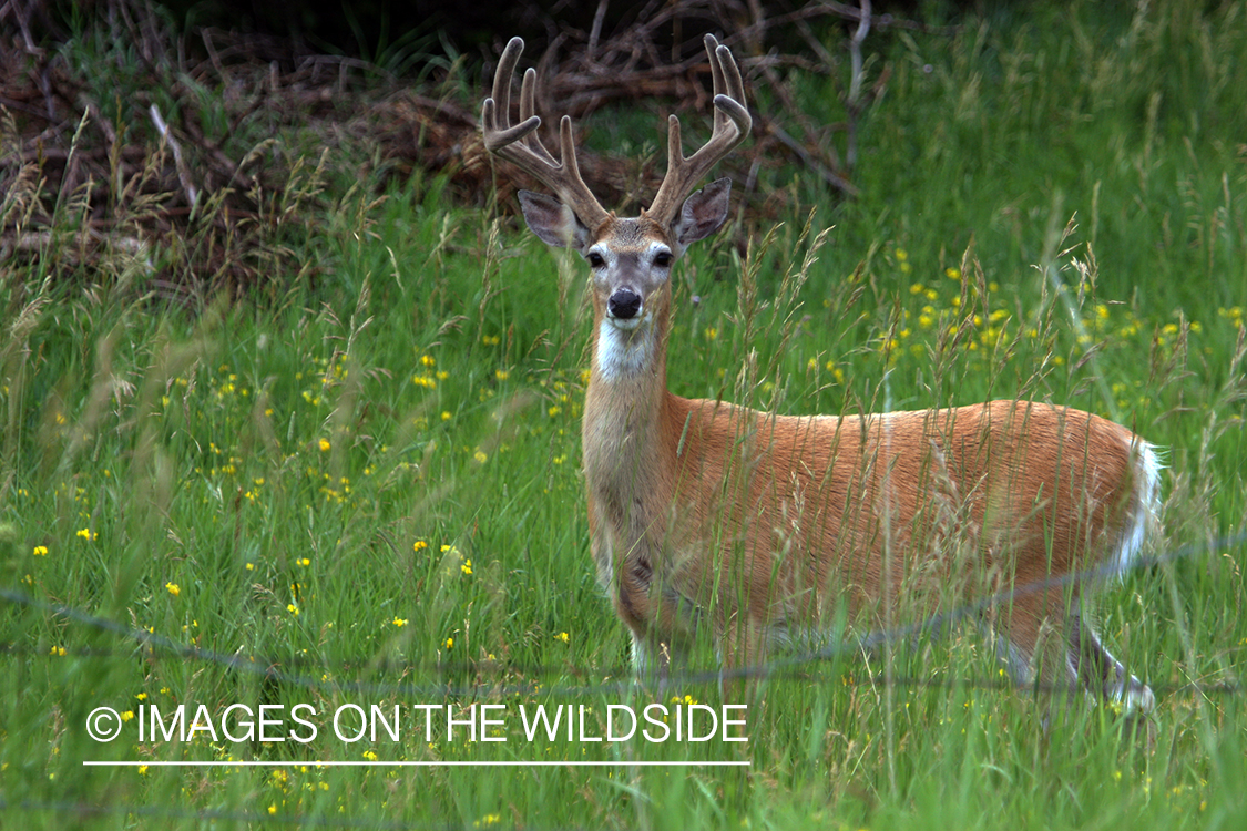 White-tailed deer in the velvet