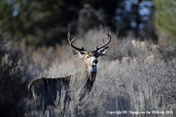 Black tail teer in habitat