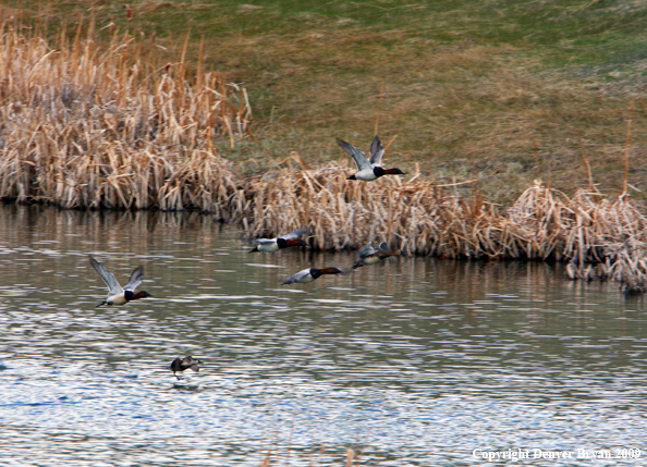 Canvasback Ducks in flight