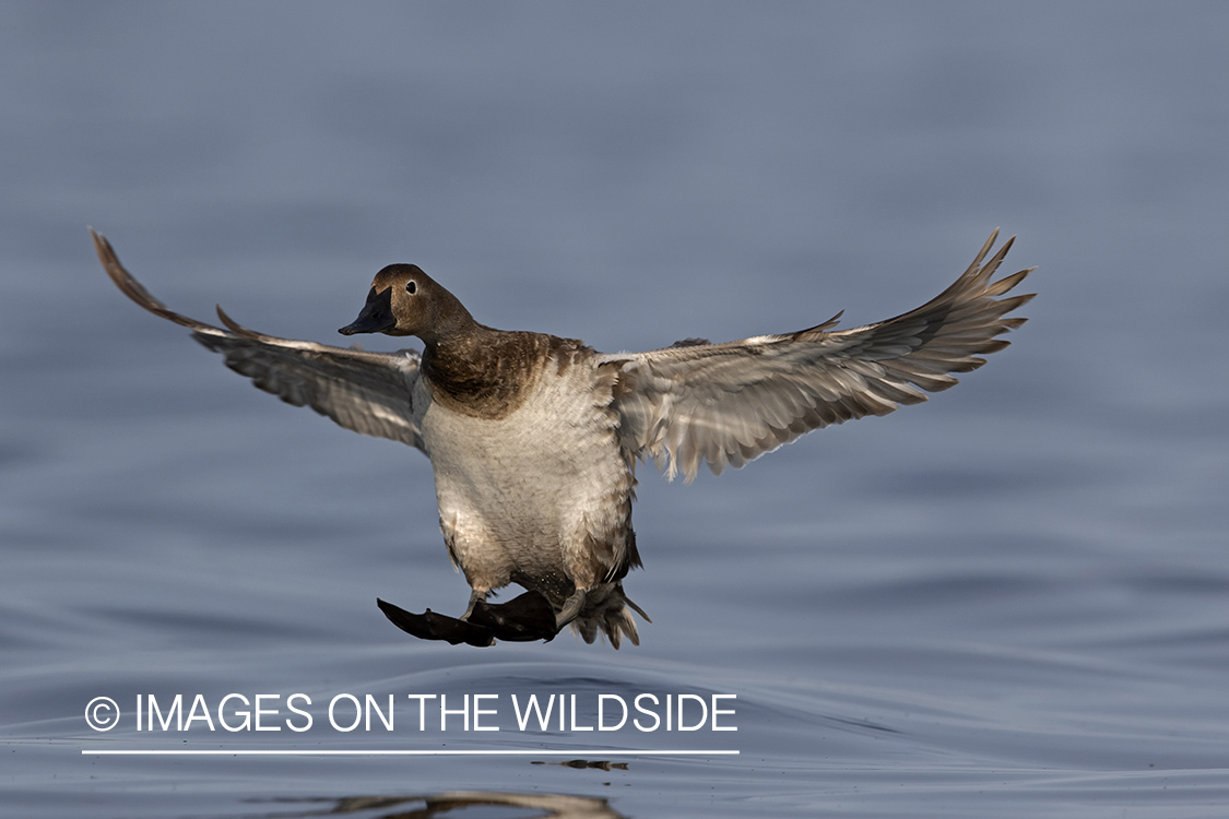 Canvasback in flight.