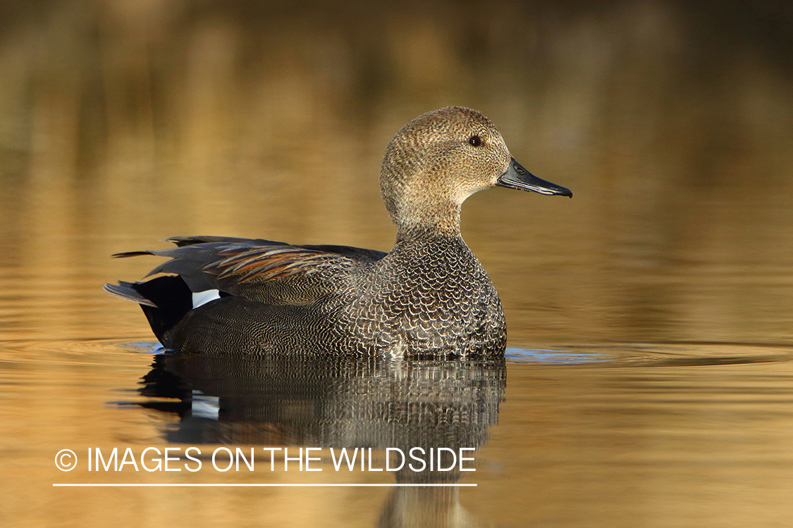 Gadwall on water.