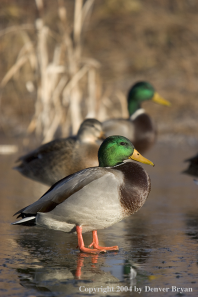 Mallards on ice.