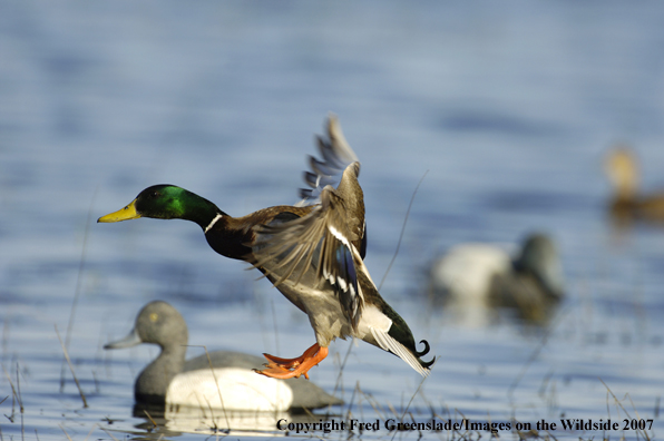 Mallard duck