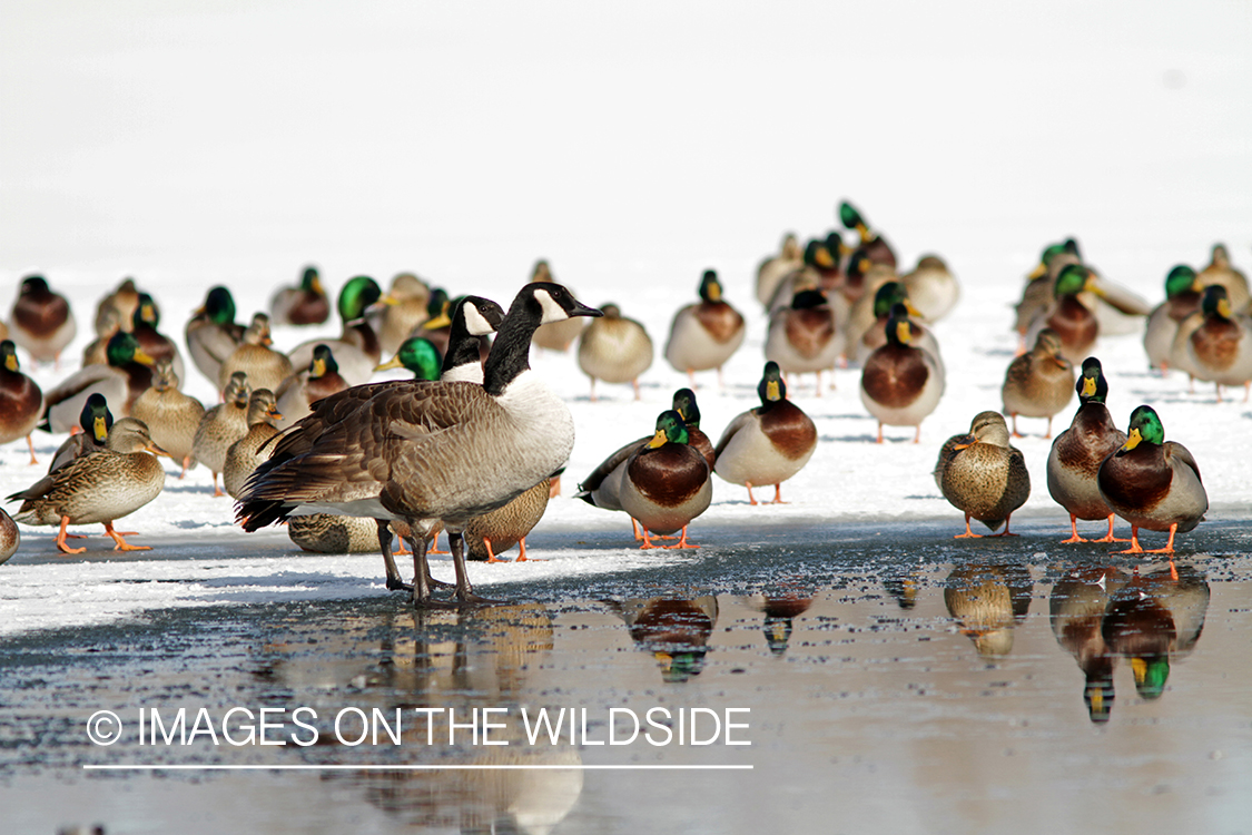 Mallards with Canadian Geese on ice.