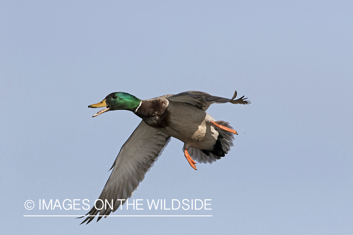 Mallard drake in flight.